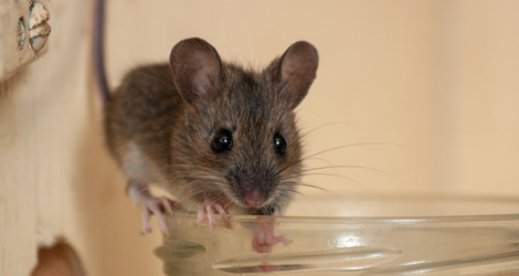 Rat Control New Westminster